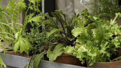 Growing lettuce in winter: 6 of the best salad leaves to try in your ...