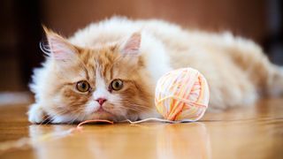 Cat staring at ball of wool