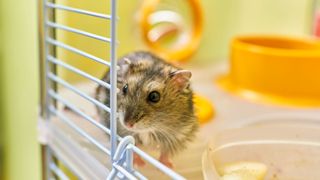 Hamster sitting inside hamster cage