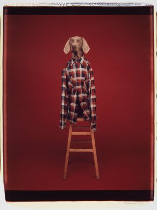 Dog wearing a checked shirt sitting on a stool