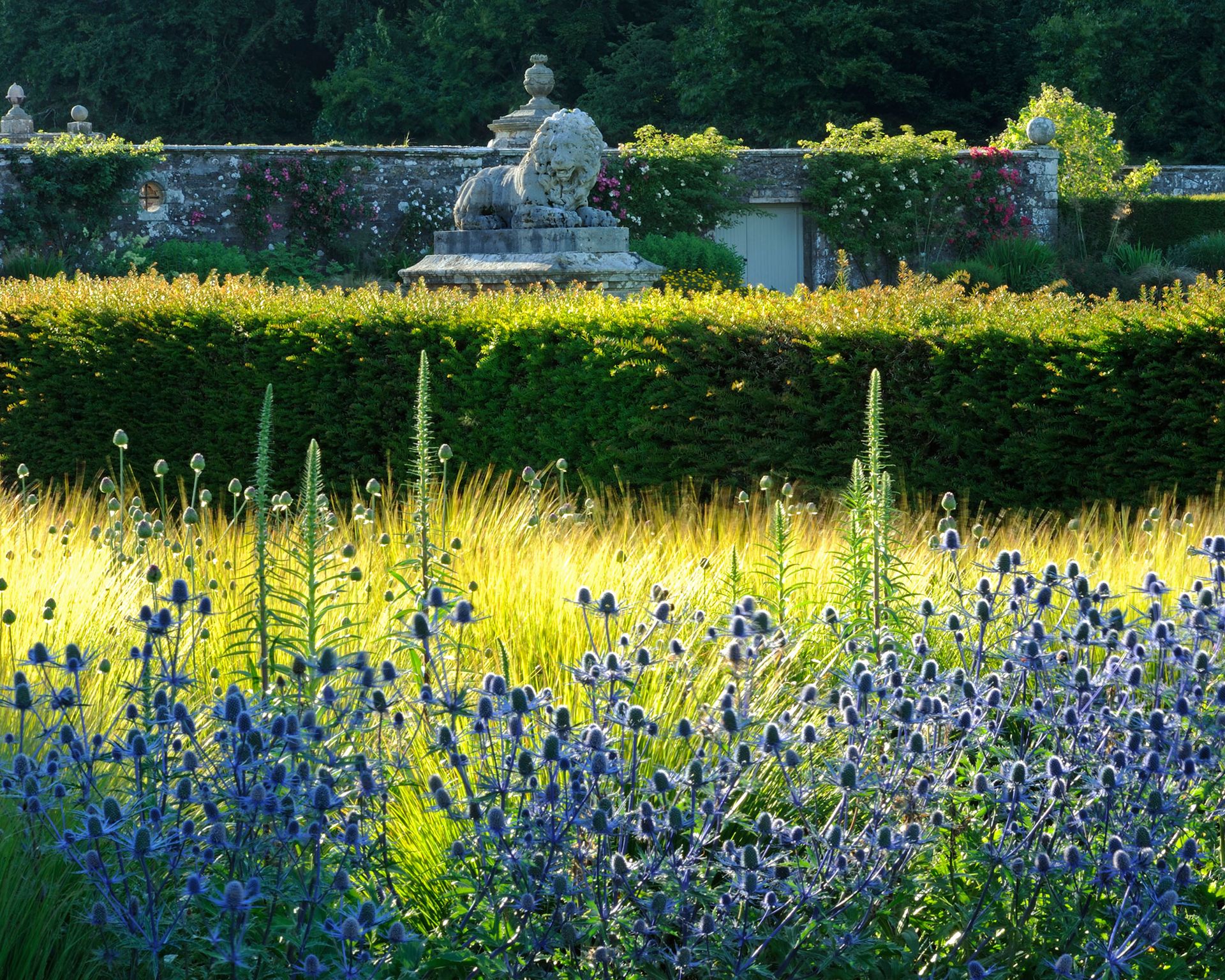 An example of how to grow ornamental grasses with Molinia caerulea