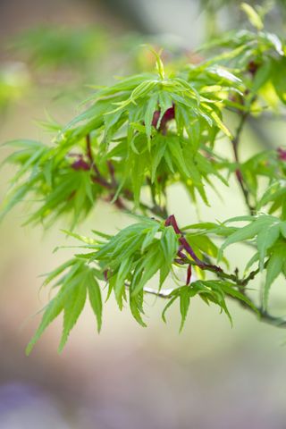 Acer palmatum Yatsubusa