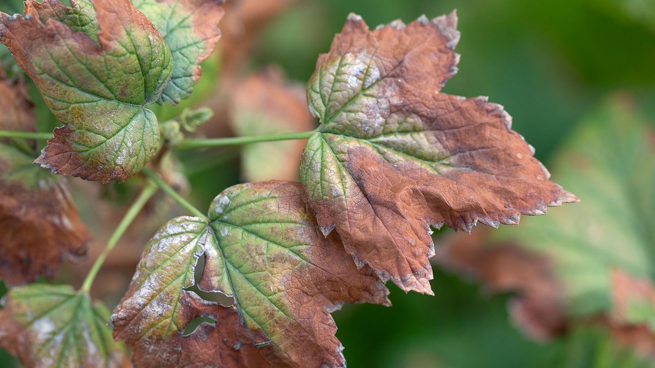 blackcurrant plant showing signs of leaf disease