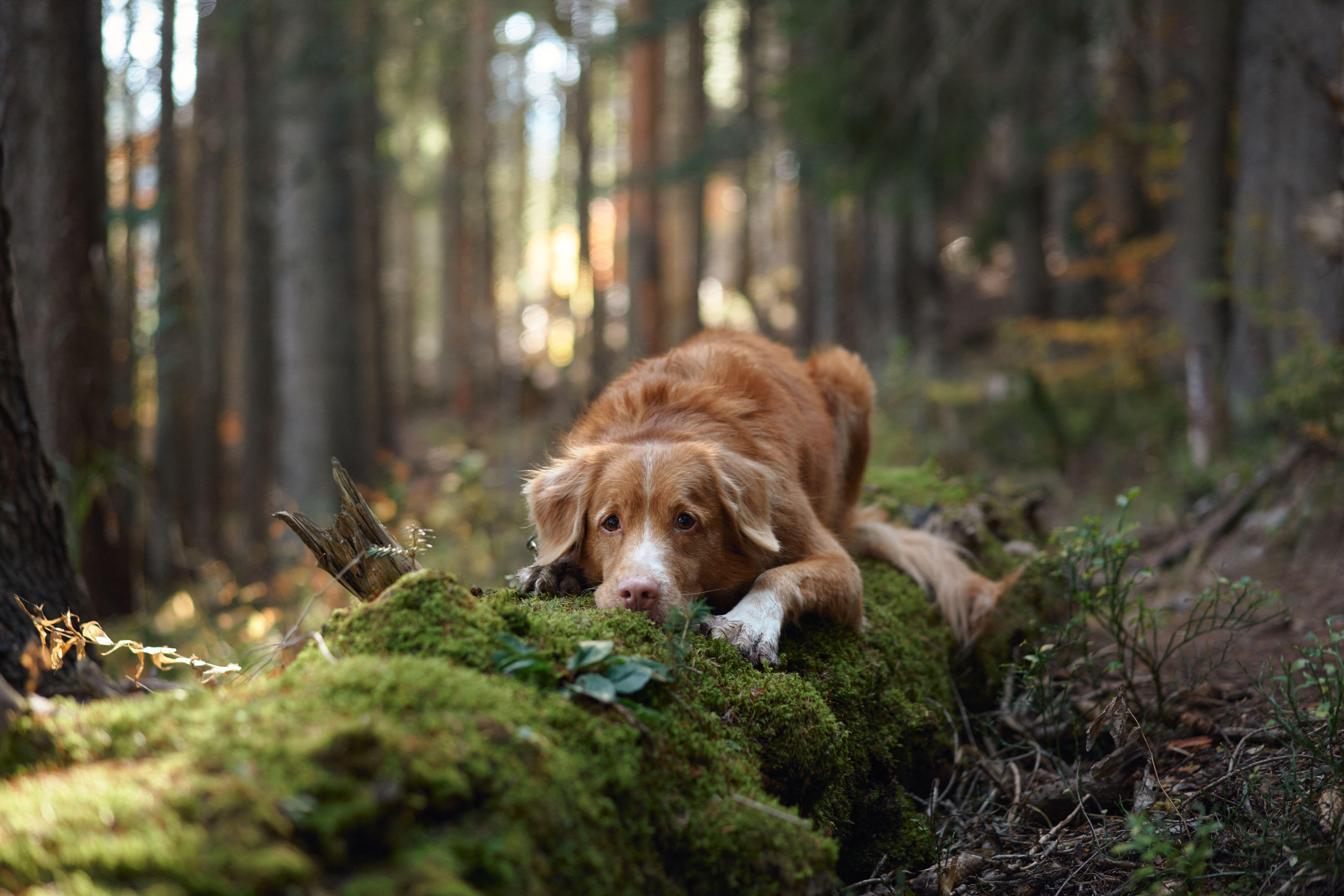Nova Scotia duck tolling retriever lying on a mossy branch