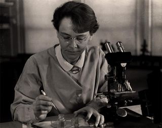 Barbara McClintock in the lab at Cold Spring Harbor in 1947.