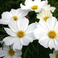 Cosmos 'Purity' seeds at Crocus