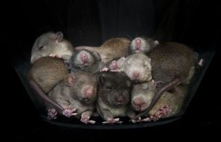 A group of baby rats snuggling together in a bowl