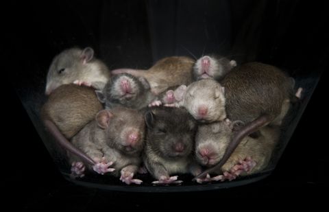 Rats: Facts about these thin-tailed, medium-size rodents | Live Science