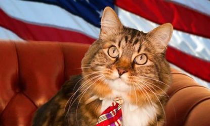 Legally, this cat is ineligible to serve in the Senate. But that's not stopping Hank's owner from launching a tongue-in-cheek political campaign.