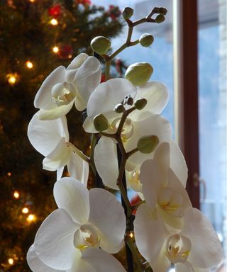 Christmas orchid