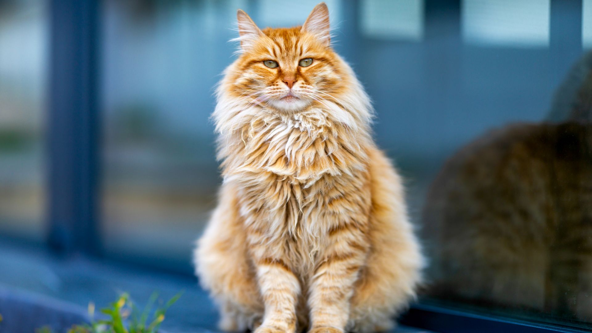 American Curl sitting in a window