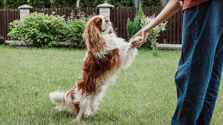 Well-behaved dog performing a trick