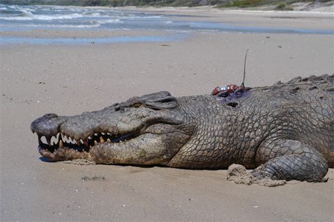 Secret Revealed How Crocodiles Cross Oceans Live Science