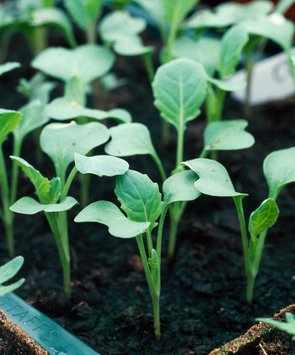 How to grow calabrese our green broccoli planting guide Gardeningetc