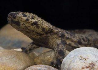 Like other amphibians, this salamander has smooth skin that acts as a respiratory surface where oxygen enters the body and carbon dioxide is released.