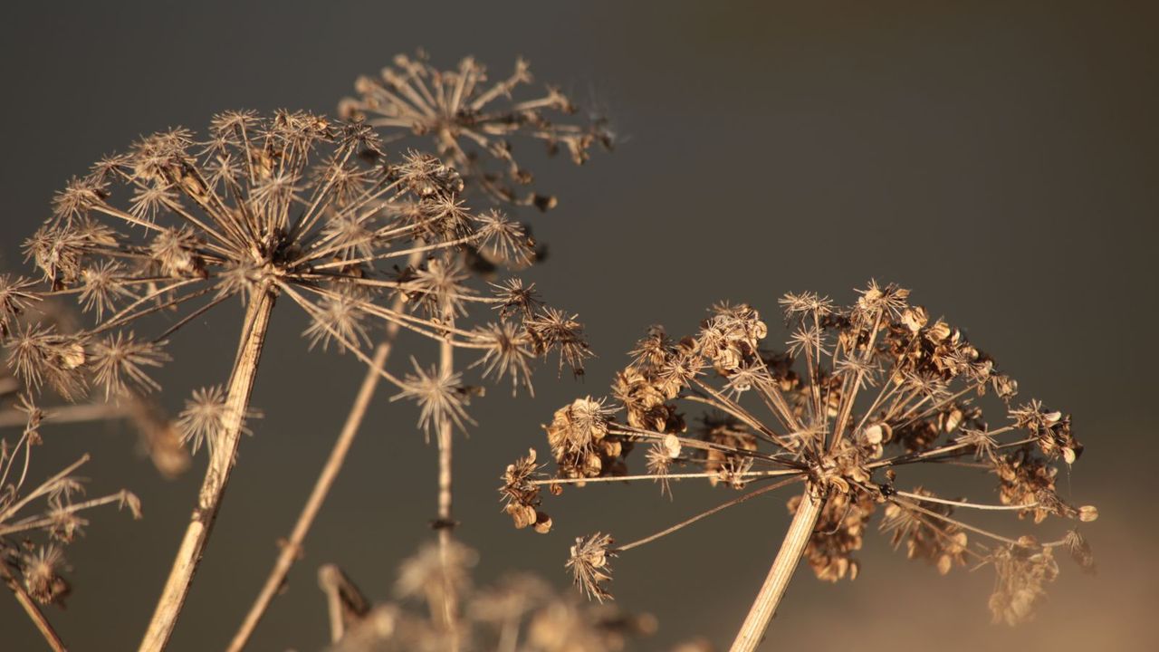 Dry carrot seed heads