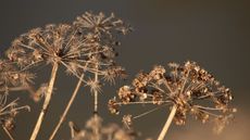 Dry carrot seed heads