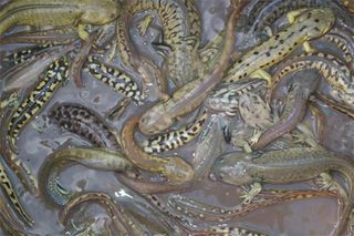 Hybrid Salamanders