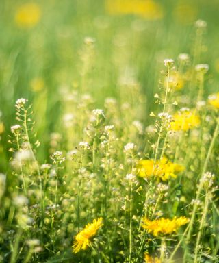 Weeds in meadow grassland in spring time