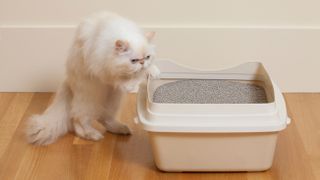Persian cat sniffing litter box