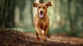 best dogs for runners