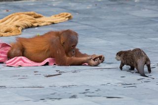 an orangutan and an otter frolicking