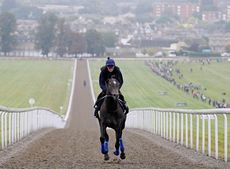 Newmarket Open Day