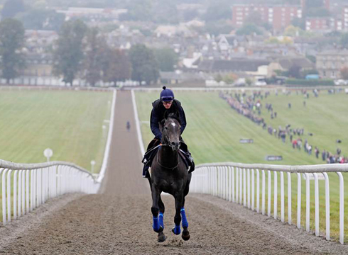 Newmarket Open Day