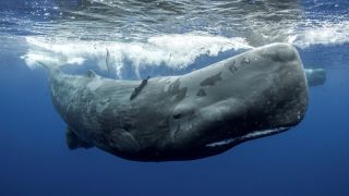 A photo of a sperm whale swimming underwater.