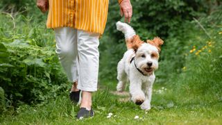 Dog walking beside woman