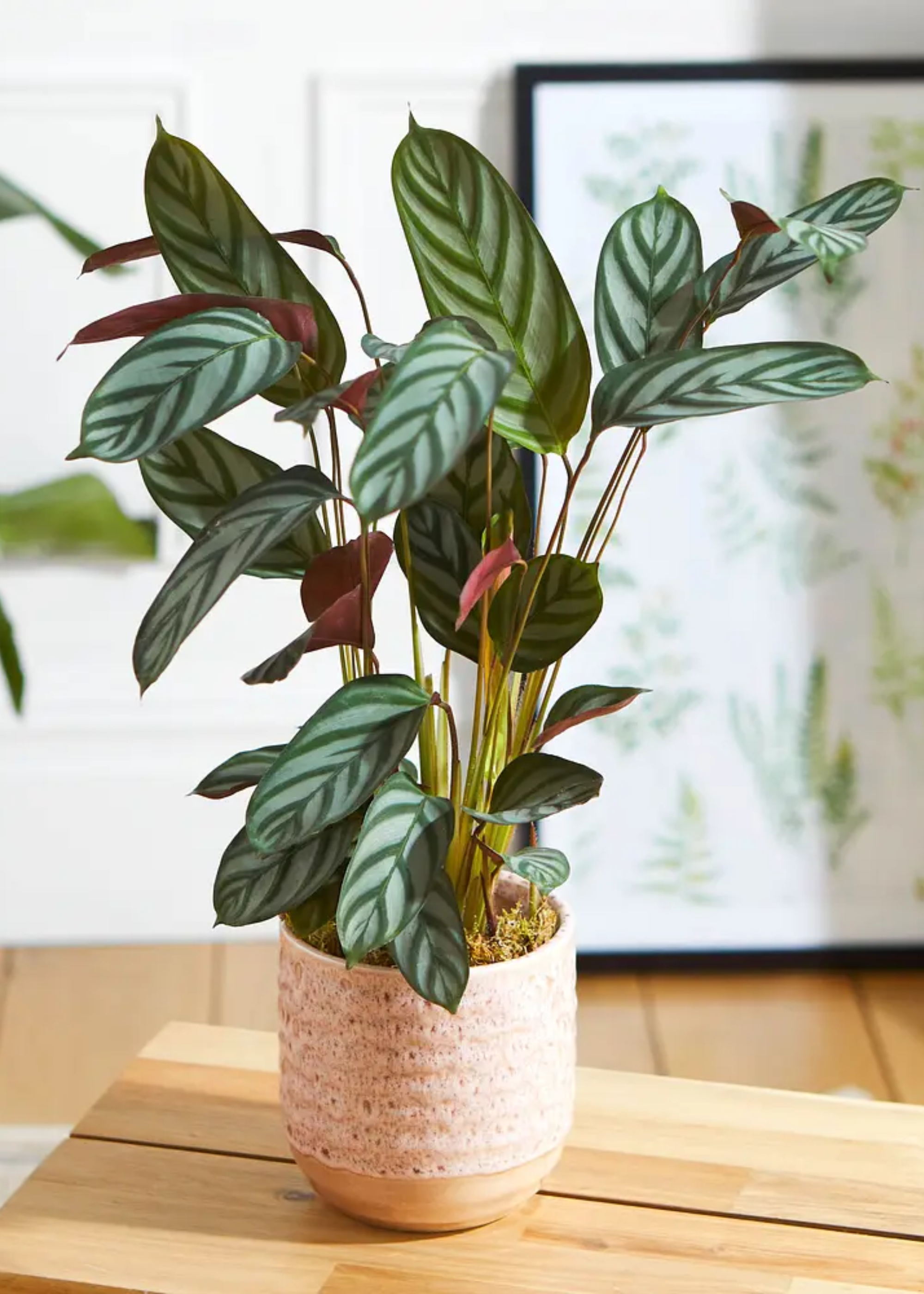 A peacock plant in a pink ceramic planter on a wood stool