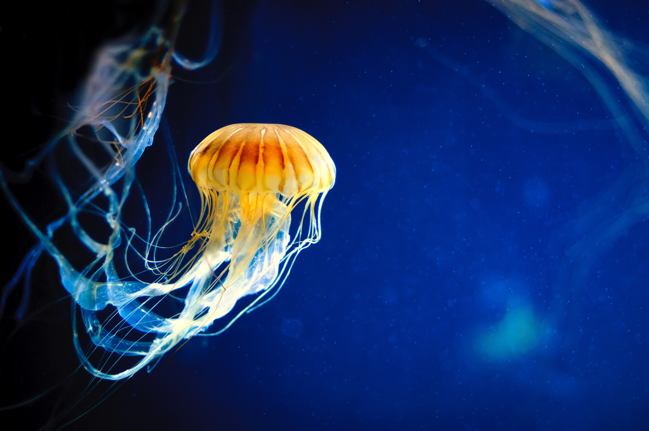 Orange Jellyfish