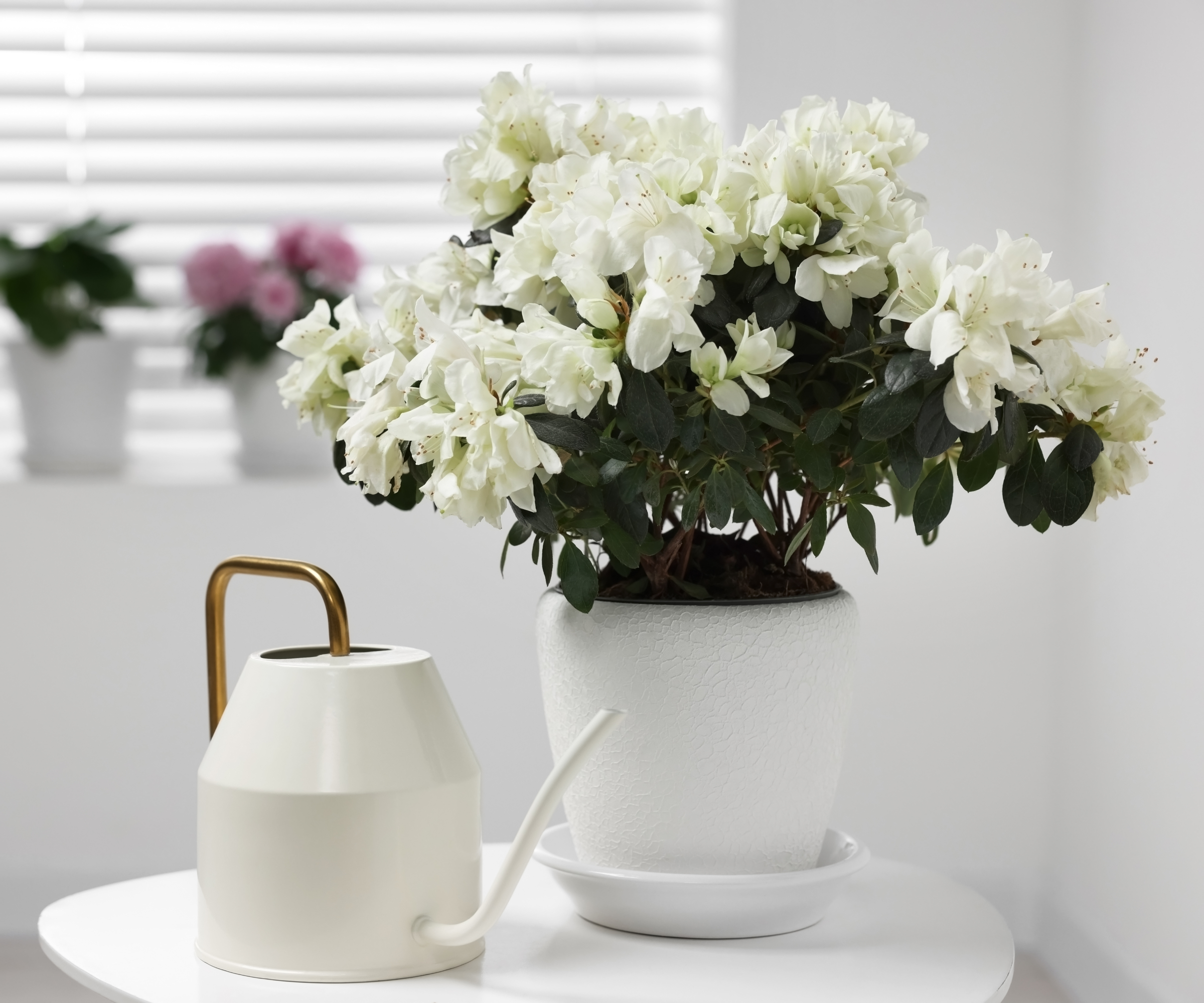 White watering can next to white azalea bush indoors
