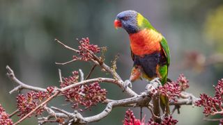 Rainbow Lorikeet