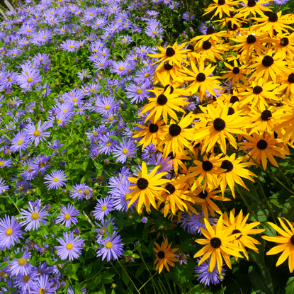 High angle view of yellow flowering plants on field