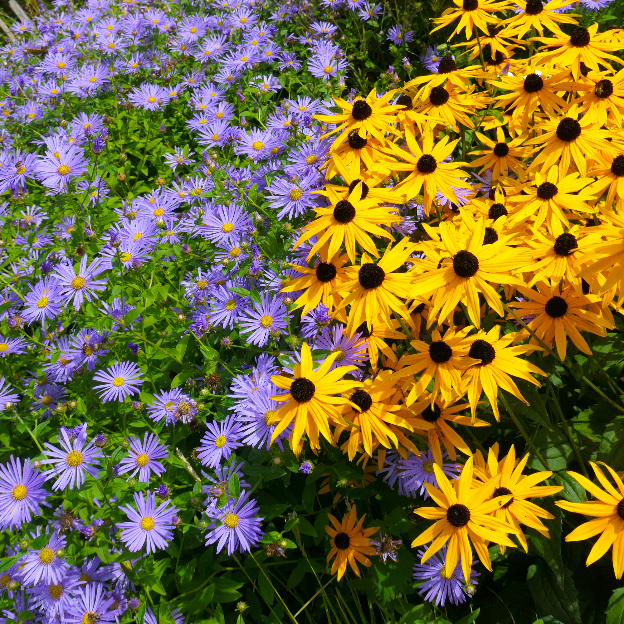 High angle view of yellow flowering plants on field