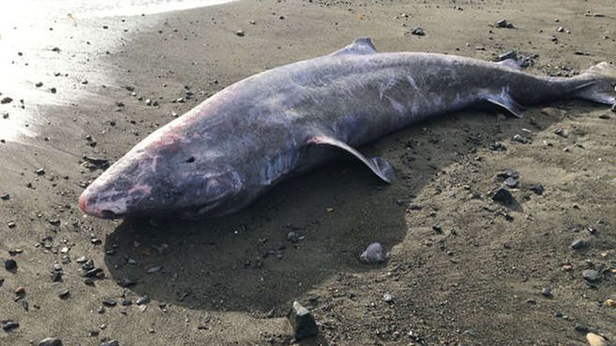 100-year-old Greenland shark that washed up on UK beach had brain infection, aut..