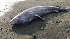 An animal autopsy of the stranded Greenland shark discovered in Cornwall, England last month has revealed that the shark had meningitis.