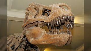 Close up of a Tyrannosaurus rex skull from the late Cretaceous period.