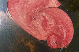 Farmers harvesting cranberries in the water