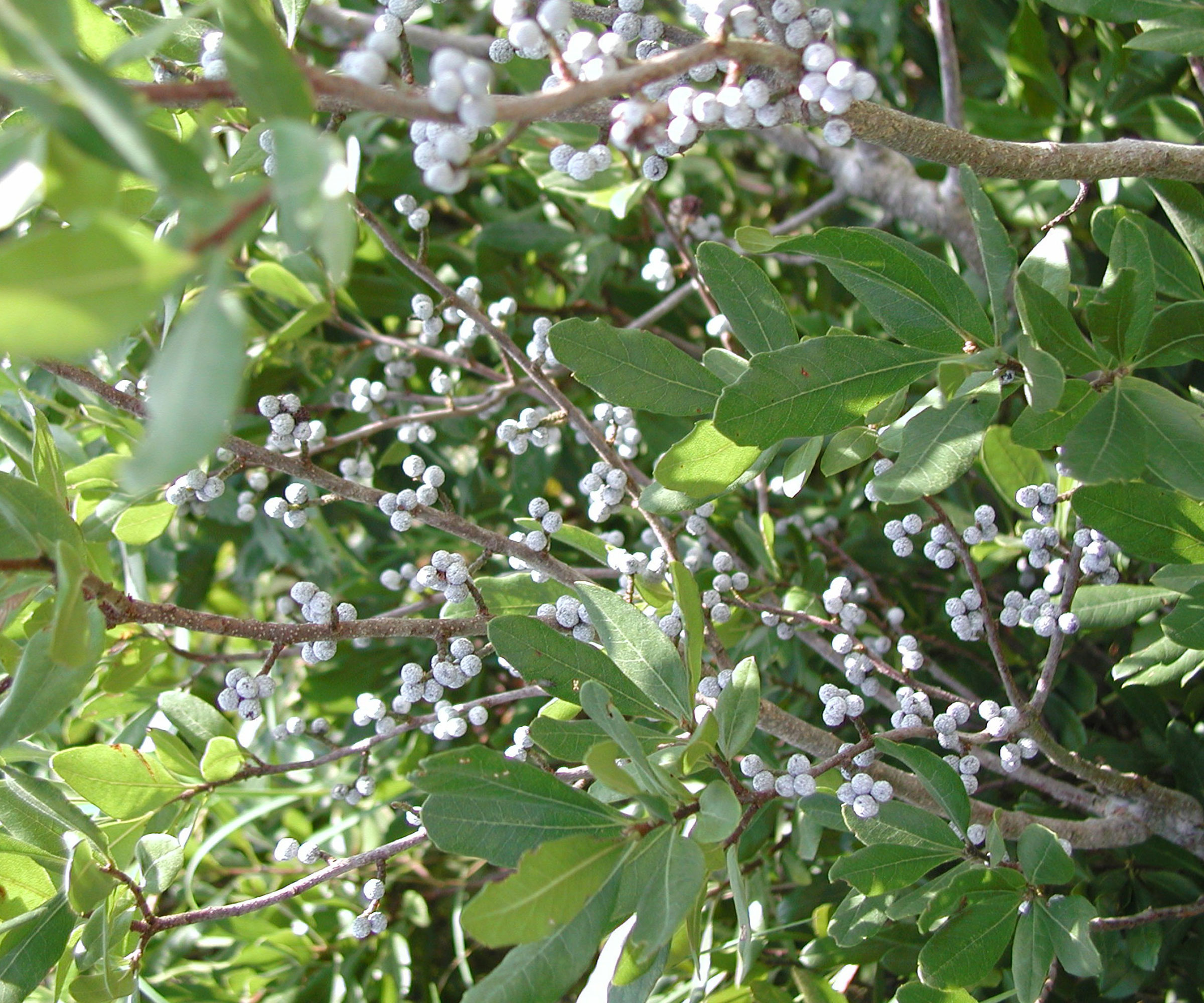northern bayberry tree