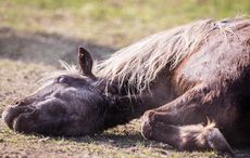 EY3G1B German Classic Pony suffering from a colic. Germany