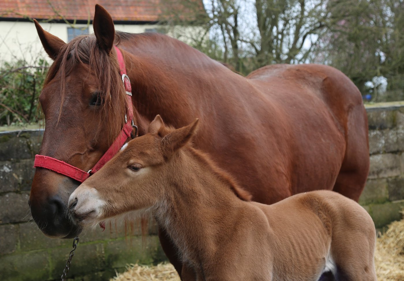 Suffolk-foal-2.jpeg