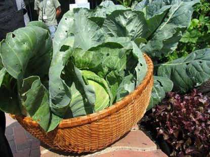 Basket Full Of Organic Vegetables