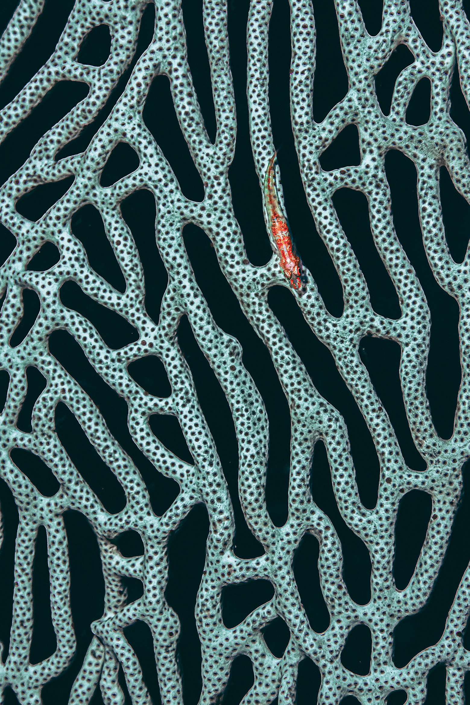 Close-up of a coral reef with a small red fish camouflaged among the patterned branches against a dark background