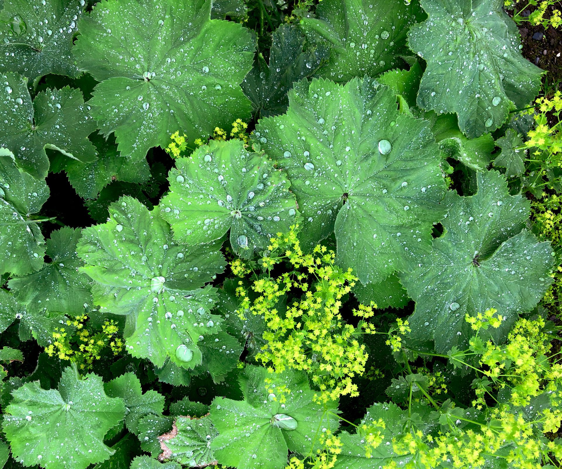 Best Plants For Under Trees Shade Loving Varieties Homes Gardens