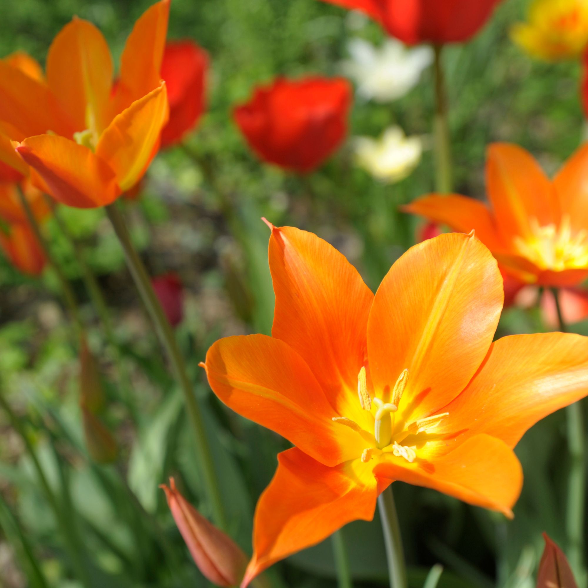 orange tulip flowers