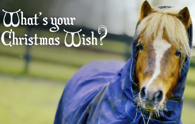 racehorse companion pony
