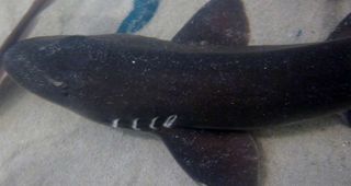 brown-banded bamboo shark