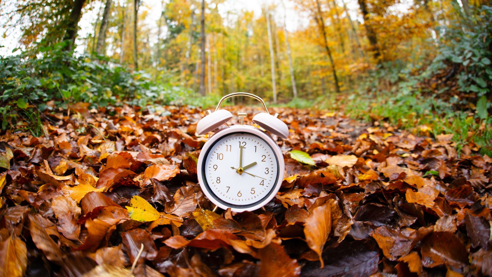 A white alarm clock on a forest floor of fallen leaves